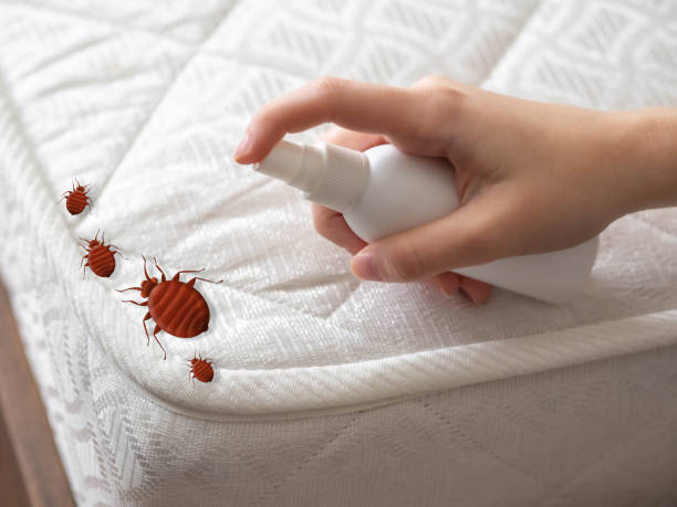Best Mosquito Control Services  in Williamson, AZ